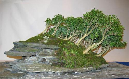 黃楊養殖方法