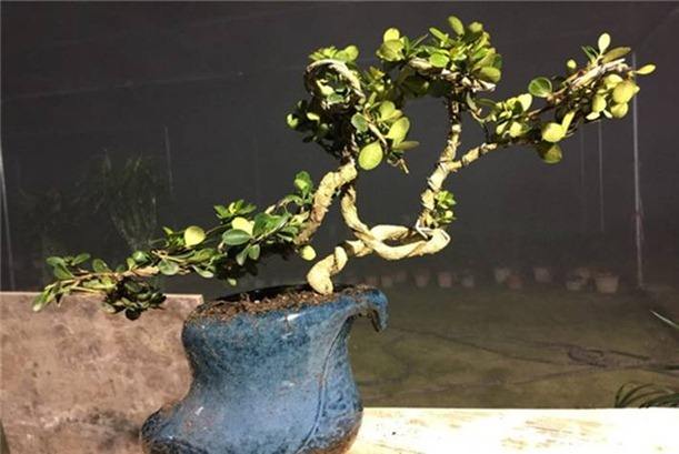 黃楊盆栽修剪