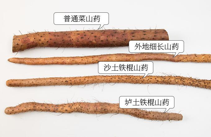 懷山藥常見疑問解答