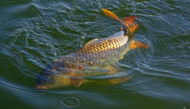 大禹渡黃河鯉魚